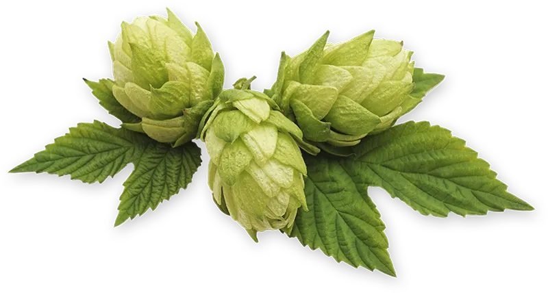 Hopfen